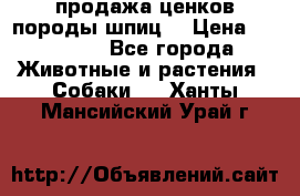 продажа ценков породы шпиц  › Цена ­ 35 000 - Все города Животные и растения » Собаки   . Ханты-Мансийский,Урай г.